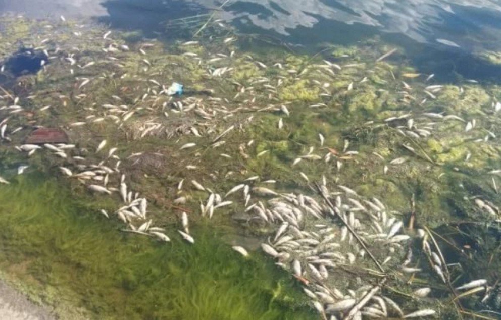 Тайна замора рыбы в Волгодонске раскрыта
