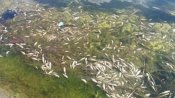 Тайна замора рыбы в Волгодонске раскрыта Тайна замора рыбы в Волгодонске раскрыта