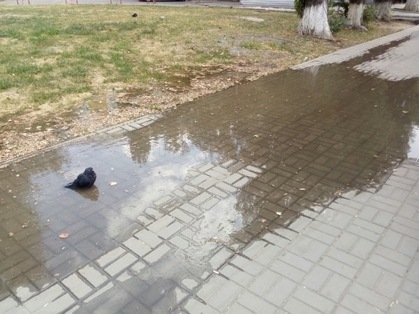 Бьющий из-под земли «родник» топит улицу Энтузиастов в Волгодонске
