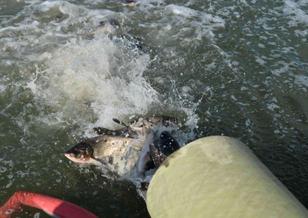 В Цимлянское водохранилище выпустили 9,5 тонн рыбы