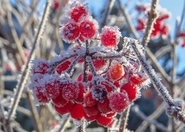 Заморозки до -4 градусов ожидаются в Волгодонске