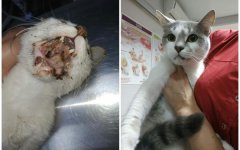 В Волгодонске врачи спасли кота, получившего серьезные травмы В Волгодонске врачи спасли кота, получившего серьезные травмы