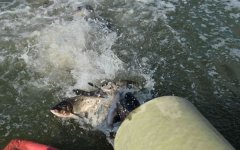 В Цимлянское водохранилище выпустили 9,5 тонн рыбы В Цимлянское водохранилище выпустили 9,5 тонн рыбы