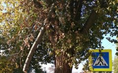 Опиловку сделали, а убрать забыли: жители Волгодонска жалуются на безалаберную работу коммунальщиков