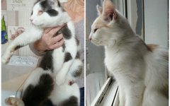 Волонтеры Волгодонска ищут приют для оставшихся без хозяйки кошек Волонтеры Волгодонска ищут приют для оставшихся без хозяйки кошек