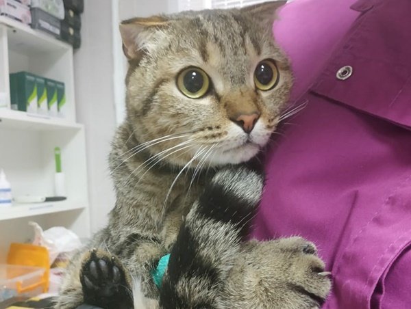 Волгодонские ветеринары извлекли мишуру из кишечника кота