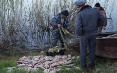 В Ростовской области запретили вылов многих речных рыб В Ростовской области запретили вылов многих речных рыб