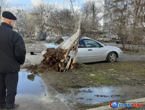 В Волгодонске сильный ветер повалил дерево на припаркованный «Форд Фокус»