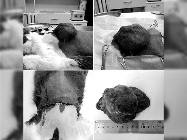 Волгодонские ветеринары удалили большую опухоль домашнему коту