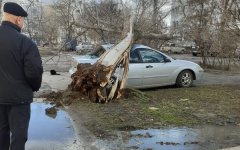 В Волгодонске сильный ветер повалил дерево на припаркованный «Форд Фокус»