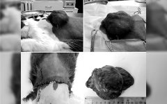 Волгодонские ветеринары удалили большую опухоль домашнему коту