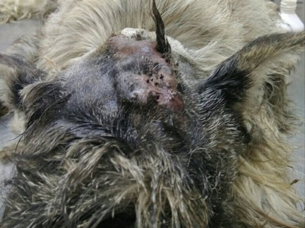 В Волгодонске ветеринарные врачи зашили отекшую рану у щенка