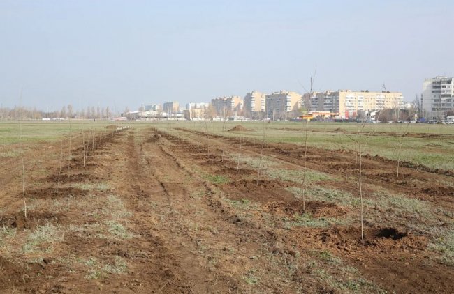 Парк «Молодежный» в Волгодонске начнут развивать своими силами