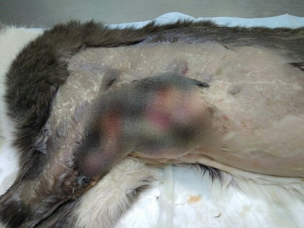 Волгодонские ветеринары прооперировали кота с огромной раной