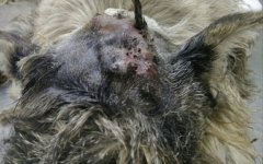 В Волгодонске ветеринарные врачи зашили отекшую рану у щенка В Волгодонске ветеринарные врачи зашили отекшую рану у щенка