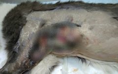 Волгодонские ветеринары прооперировали кота с огромной раной