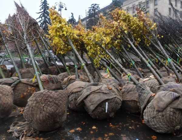 В Волгодонске не успевают сажать деревья, как их тут же воруют