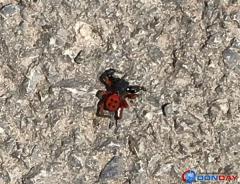 Житель Волгодонска обнаружил необычного и ядовитого паука