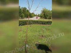 Руководитель «Флора Сервис» объявил награду за информацию о пропавших саженцах: видео