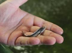 В реке Дон появилось 70 тысяч мальков белуги