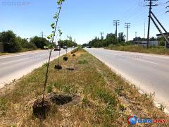 Волгодонцам рассказали почему деревья в городе сажают в 40-градусную жару
