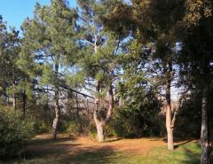 Дендрологический парк Волгодонска больше не является памятником природы