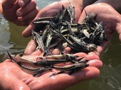 Недавно выпущенные в реку Дон мальки осетровых обнаружены погибшими