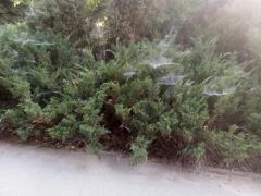 Не газон, а декорации к фильму ужасов: волгодончанка о состоянии улицы Ленина