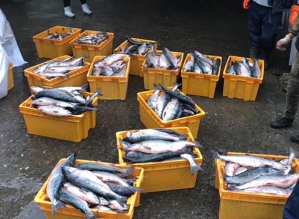 В Волгодонском районе пресекли нелегальную транспортировку более 100 килограммов рыбной продукции