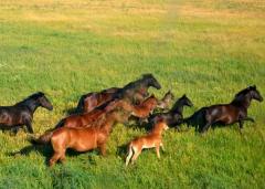 Ростовская АЭС подарила квадрокоптеры для охраны природного заказника «Цимлянский»