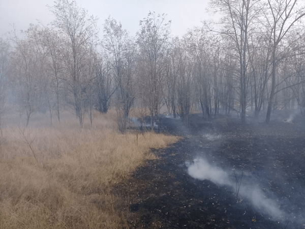 Лесной пожар в Цимлянском районе за сутки увеличился до 280 гектаров: видео