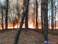«Звук вспыхивающих деревьев напоминал гул взлетающего самолета»: доброволец из Цимлянска рассказал, как спасали лес: видео