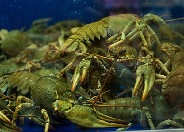 Росрыболовство отменит общедоступный улов раков и нескольких видов рыб в Цимлянском водохранилище