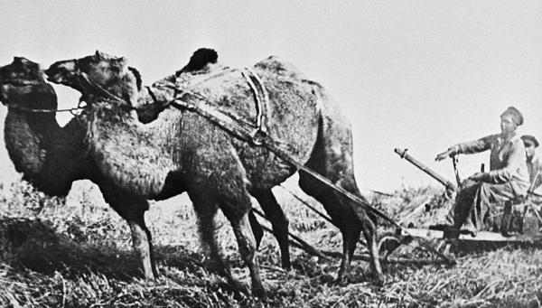 На верблюдах вспахивали поля под Волгодонском: строки из истории
