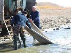 Для поддержания популяции рыбы после обмеления в Цимлянское водохранилище выпустили сазана