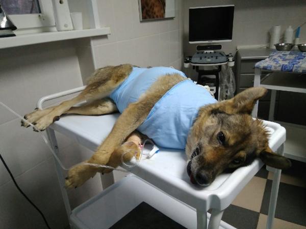 В ветеринарном центре Волгодонска спасли жизнь собаке после кормления костями