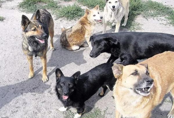 «Волосатым» собакам в Волгодонске сильно не повезло