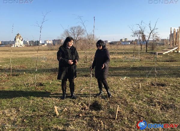 В Волгодонске заменили не прижившиеся и сломанные вандалами компенсационные деревья