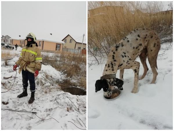 «Ловушка для собак»: два пса упали в открытый колодец в новой части Волгодонска: видео