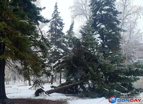 В Волгодонске под тяжестью снега начали падать деревья: одно накрыло машину