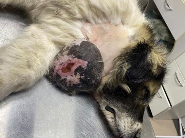 Волгодонские ветеринары удалили у собаки 1,4-килограммовую опухоль