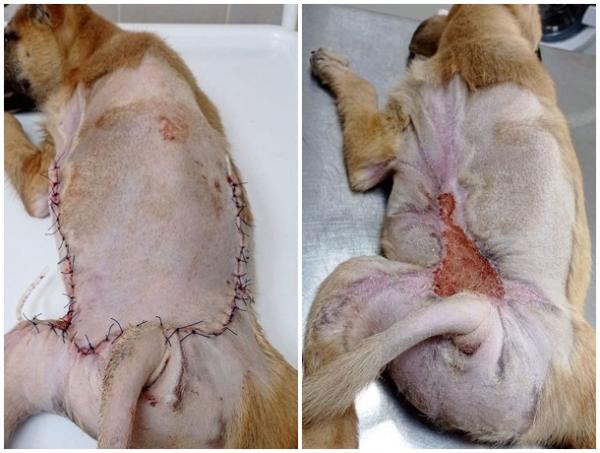 Волгодонские ветеринары провели щенку пластическую операцию