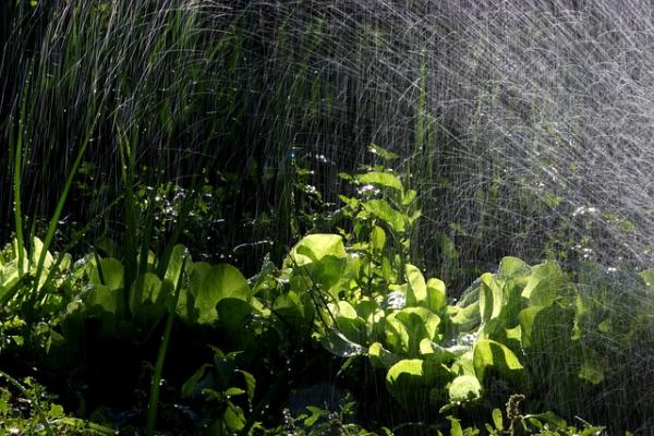 Как волгодонцам спасти жизнь растениям на своих участках в 40-градусную жару