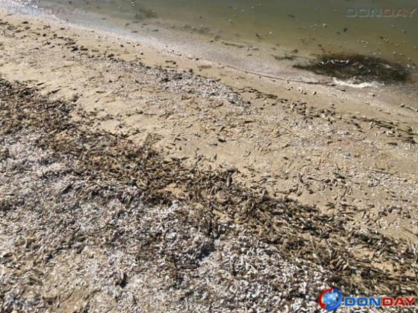 Прокуратура занялась делом массовой гибели рыбы в Цимлянском водохранилище: видео