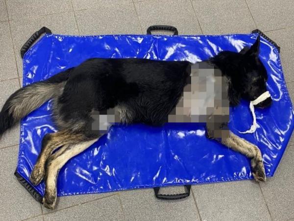 В Волгодонске живодеры отрубили лапу домашнему псу