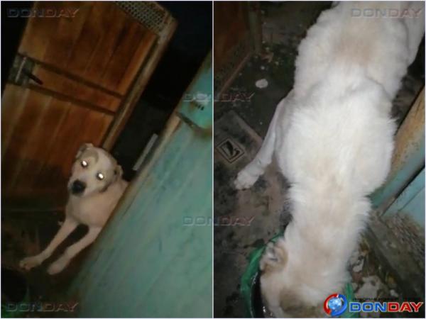 История со счастливым концом: в Цимлянске волонтеры забрали истощенную собаку с помощью полицейских