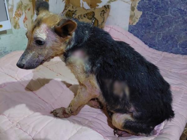 «Черная» передержка: зоозащитники разоблачили жительницу Цимлянска, доводившую собак до смерти