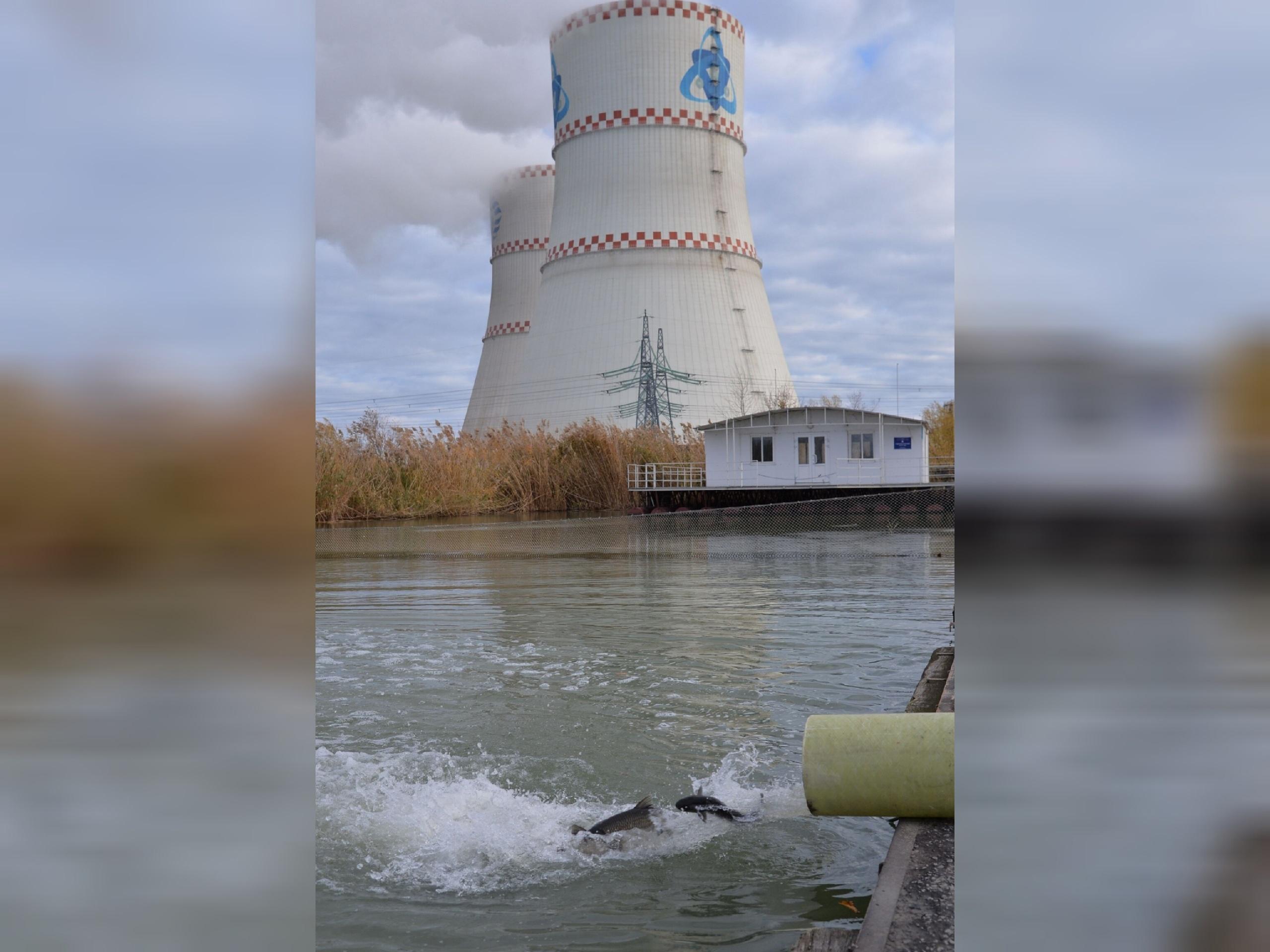 Ростовская АЭС выпустила в Цимлянское водохранилище больше миллиона мальков  » Donday-Volgodonsk.ru - новости Волгодонска. Происшествия, события,  новости бизнеса, политики, культуры и спорта.