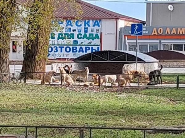 Собаки продолжают кусать жителей Волгодонска