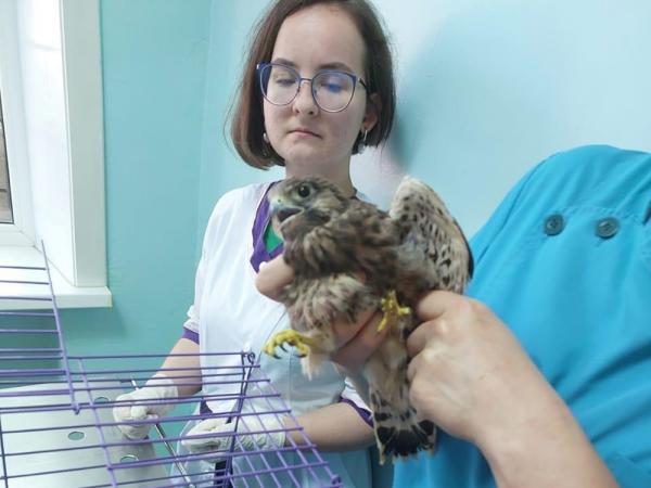 В Волгодонске спасли травмированного птенца сокола